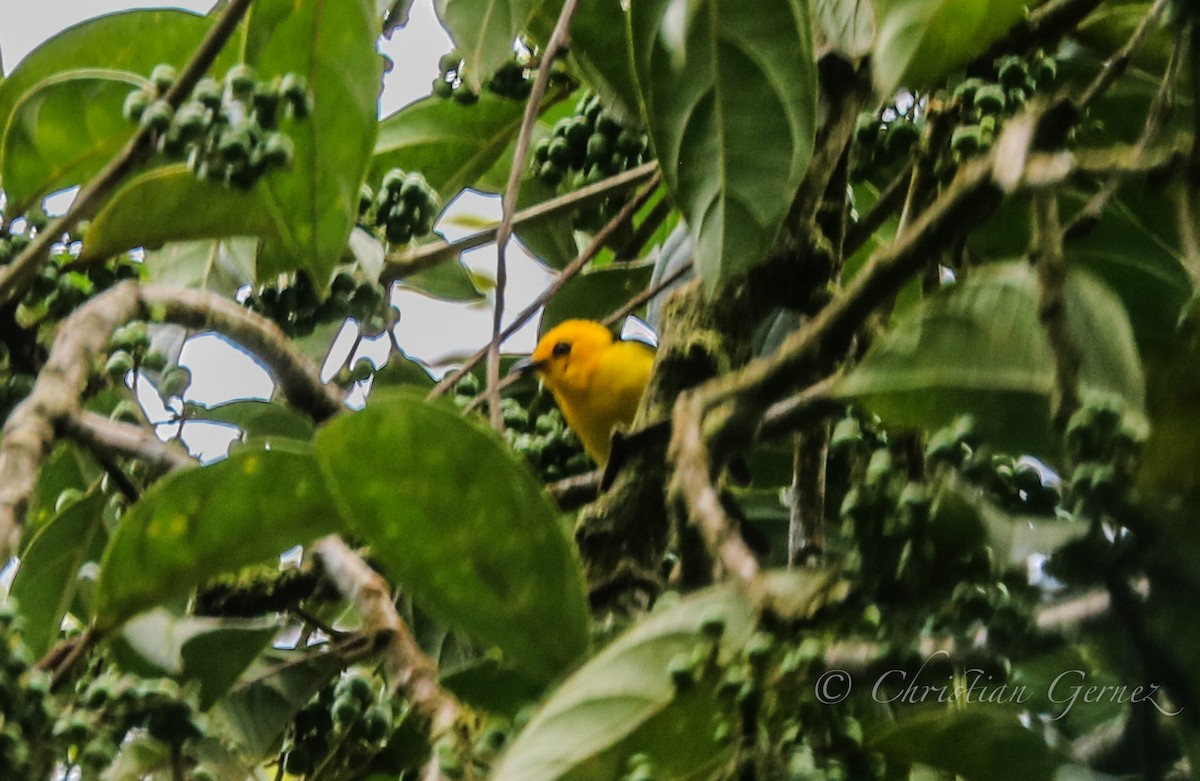 Black-and-yellow Tanager - ML149830321