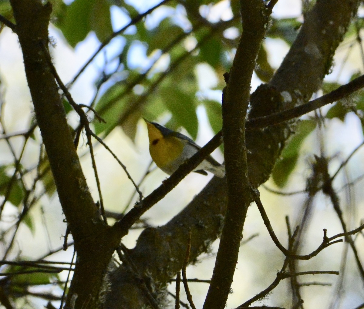 Crescent-chested Warbler - ML149830361