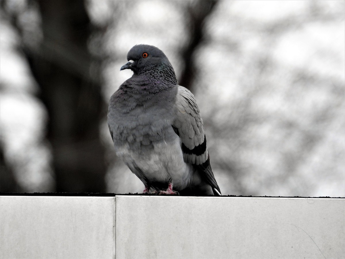 Rock Pigeon (Feral Pigeon) - Doug Emlin