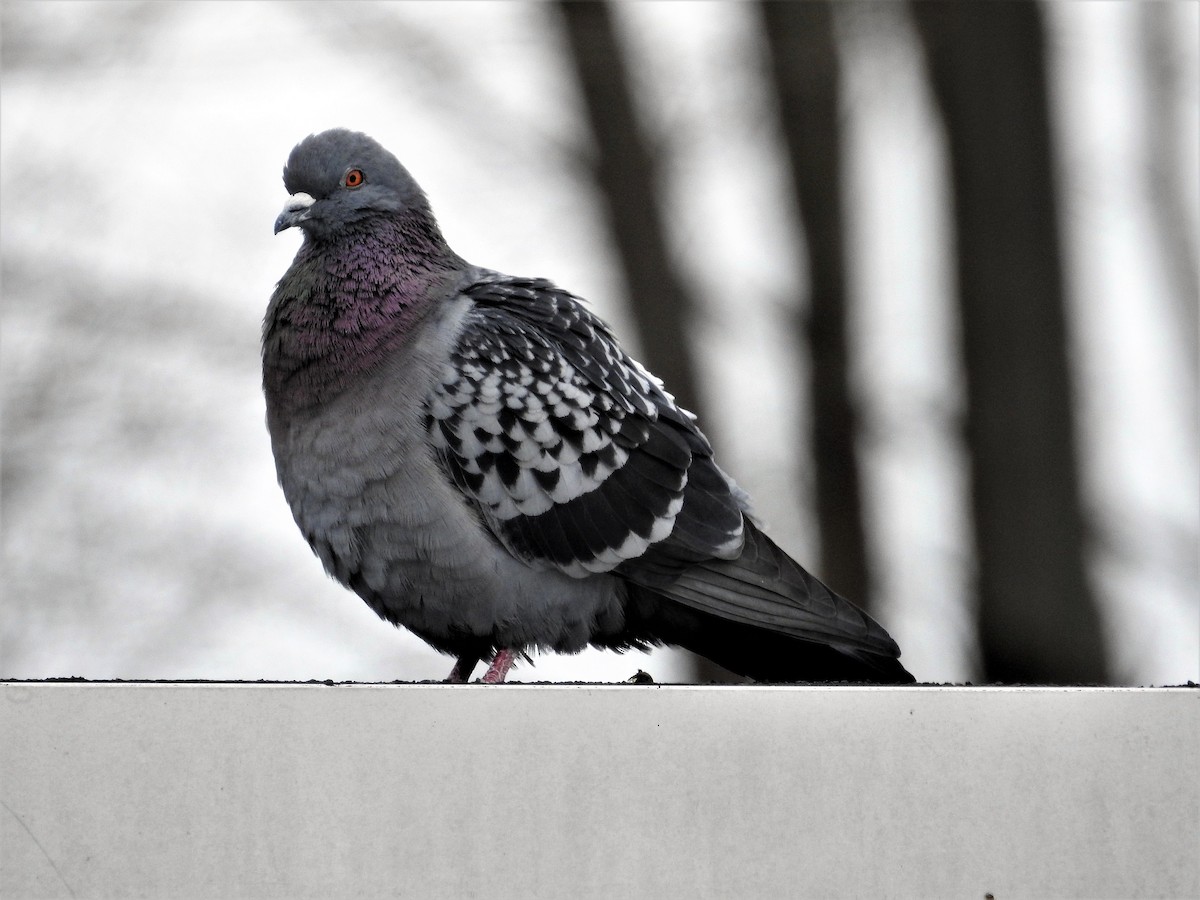 Rock Pigeon (Feral Pigeon) - ML149832781