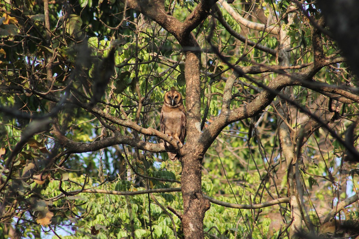 Brown Wood-Owl (Brown) - Prathamesh Desai