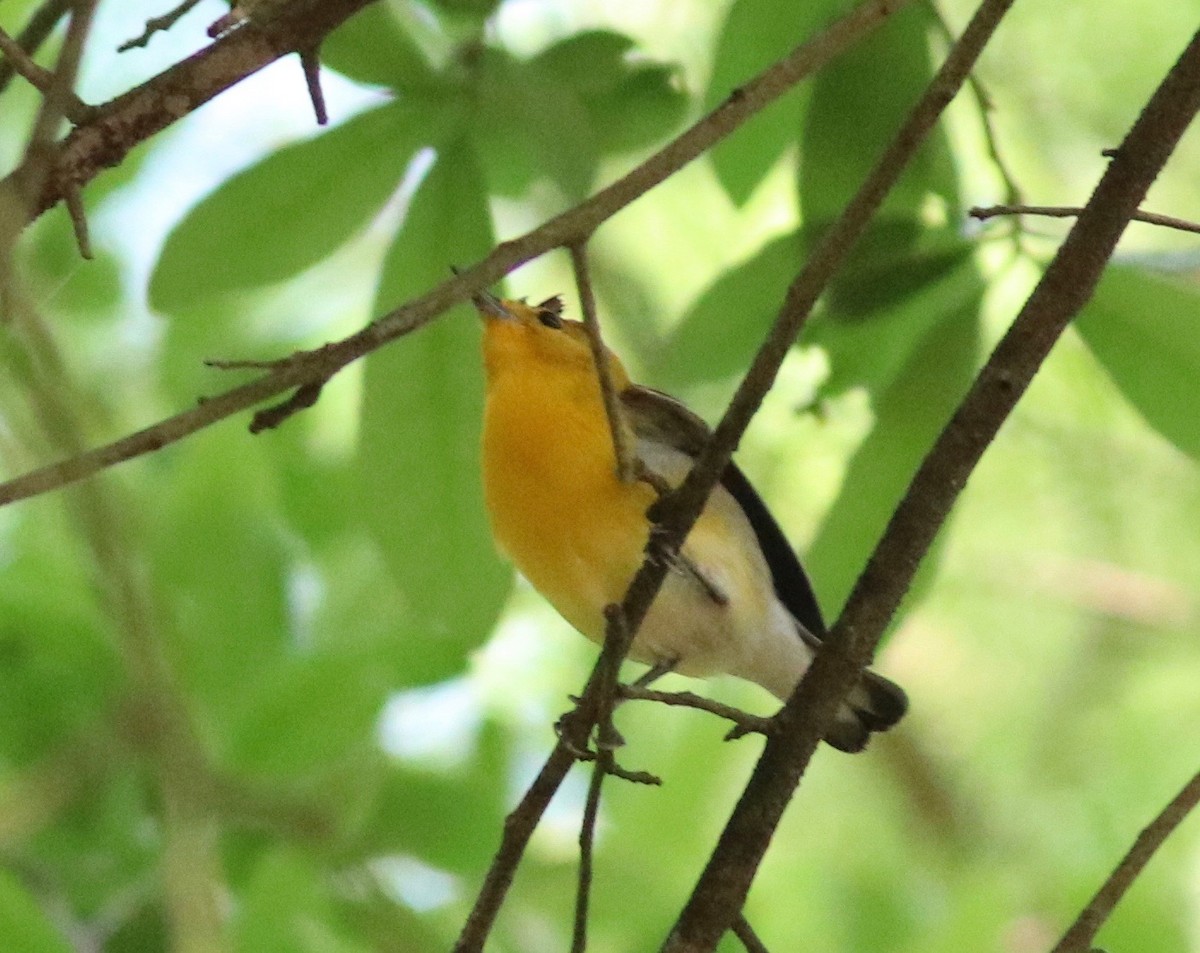 Prothonotary Warbler - Andre Moncrieff