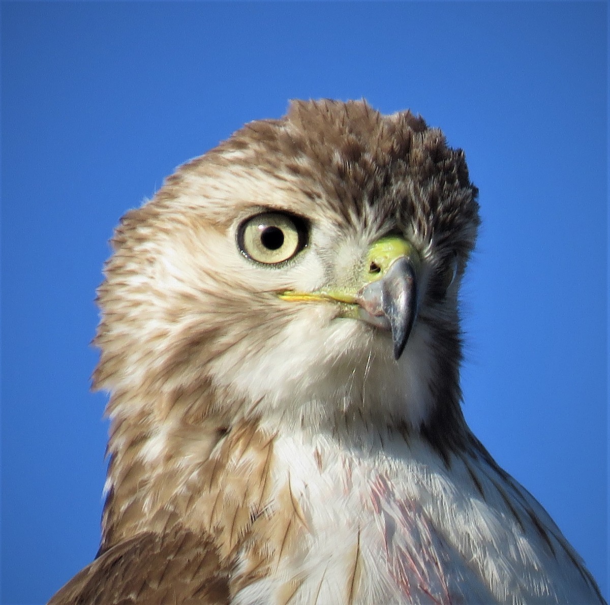 Red-tailed Hawk - judy parrot-willis