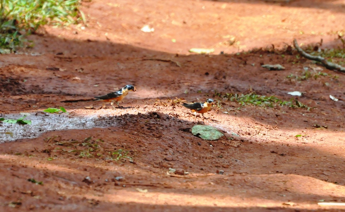 Rufous-chested Swallow - Andres Angulo Rubiano