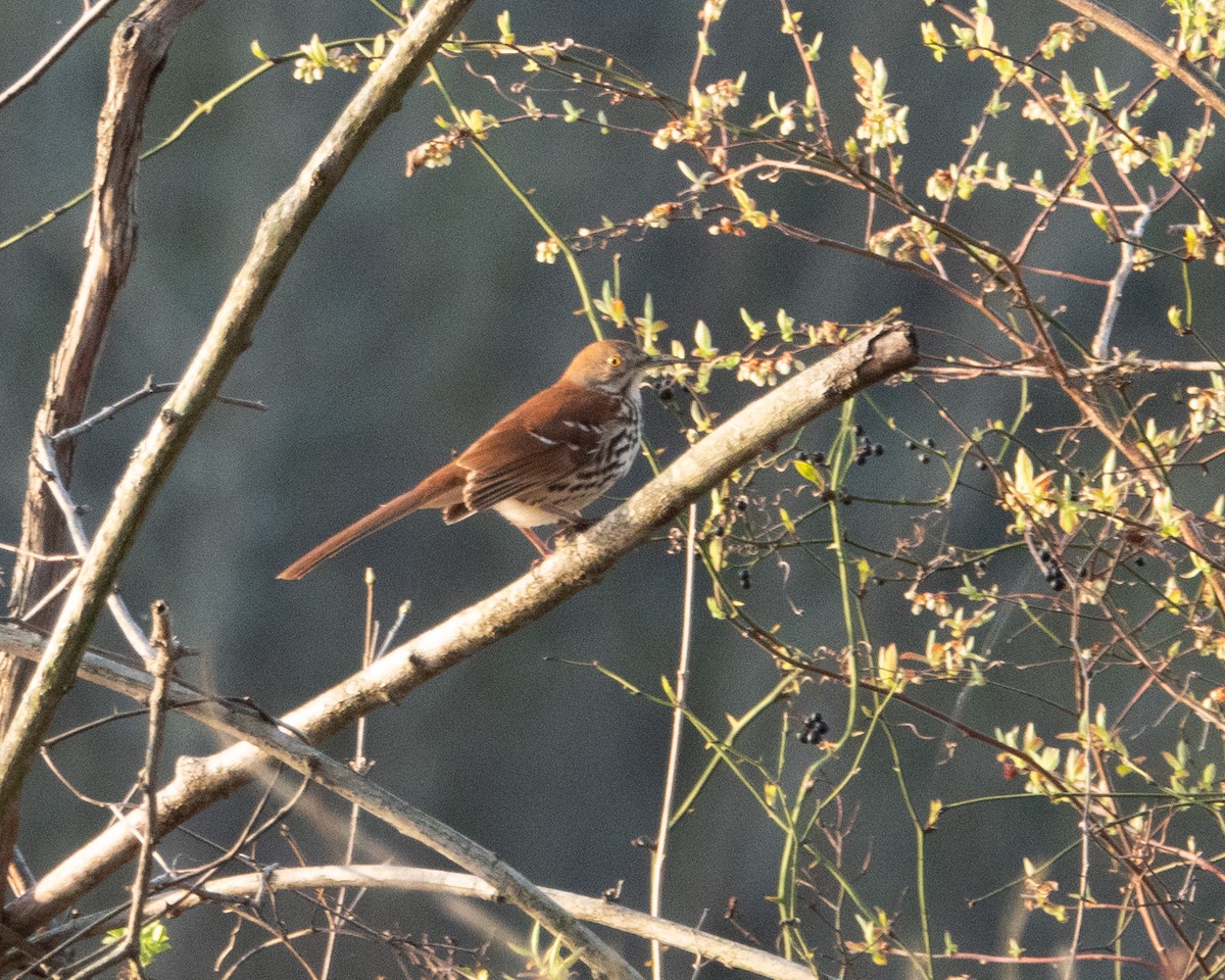 Brown Thrasher - Dixie Sommers