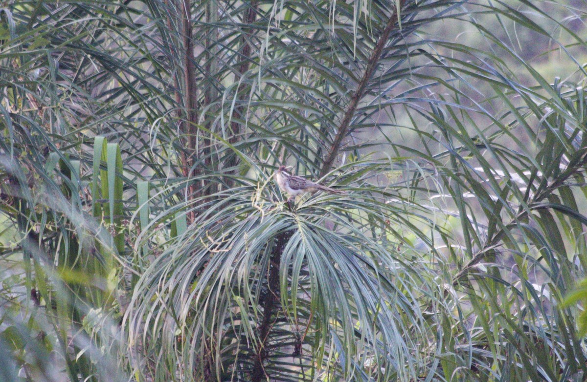 Striped Cuckoo - Eric Rasmussen