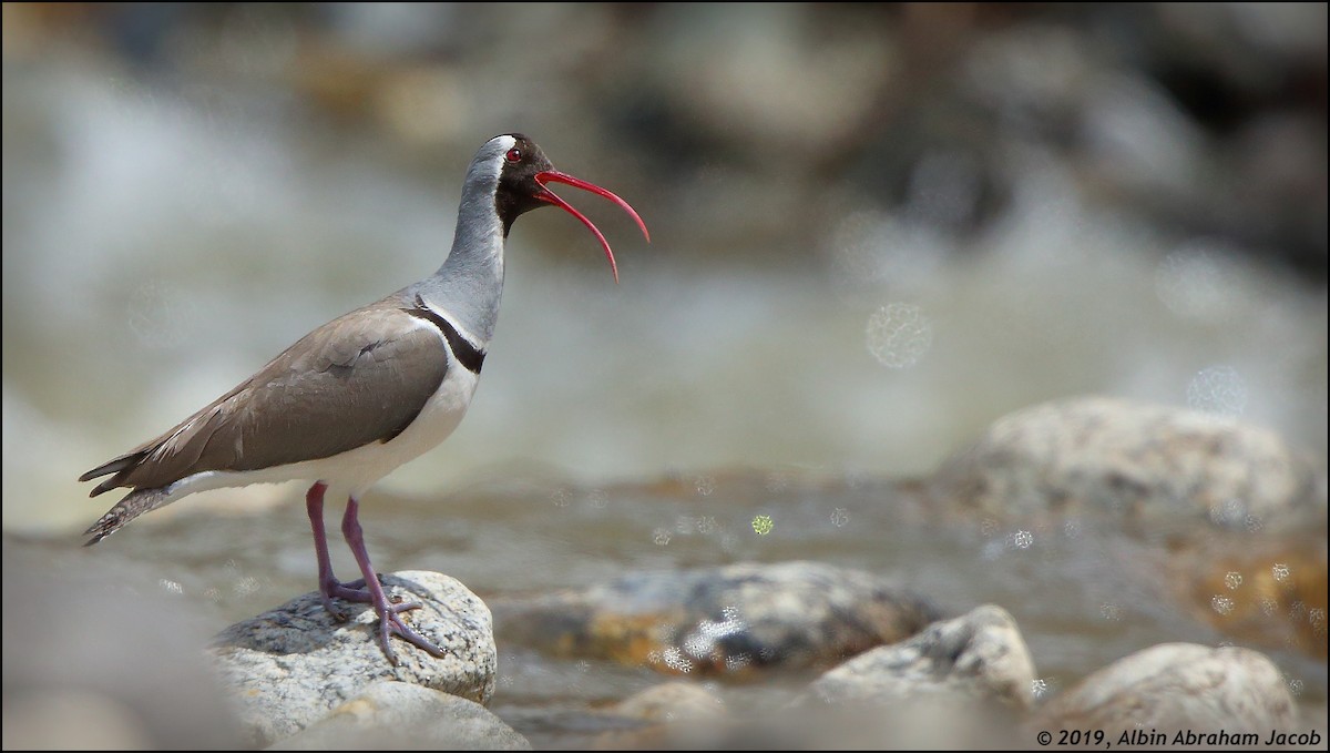 Bec-d'ibis tibétain - ML149837231