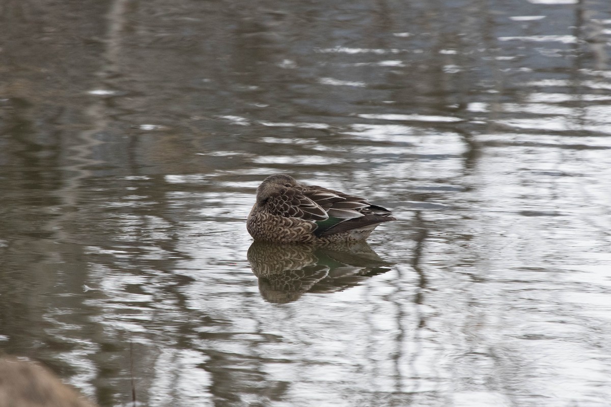 Green-winged Teal - ML149838881