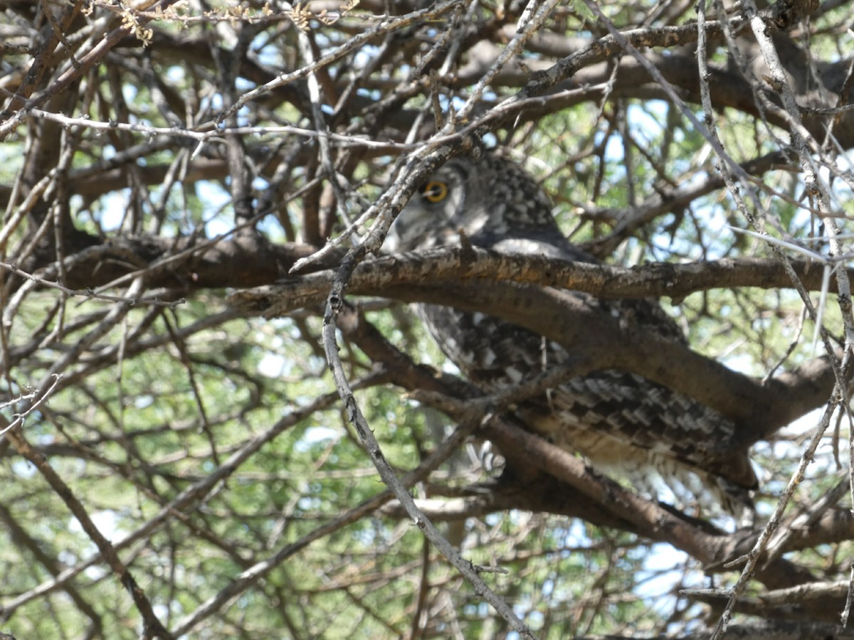 Spotted Eagle-Owl - Laurie Koepke