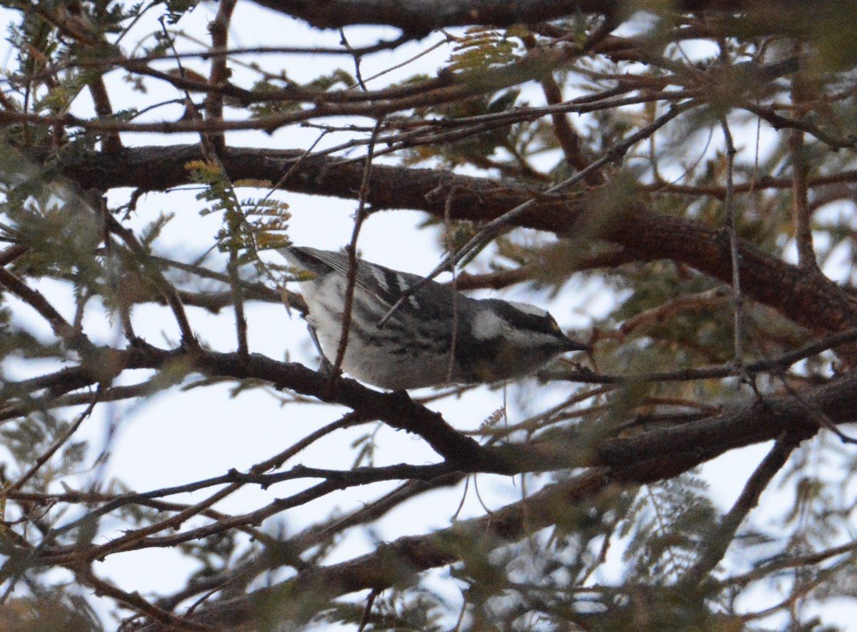 Black-throated Gray Warbler - ML149840961