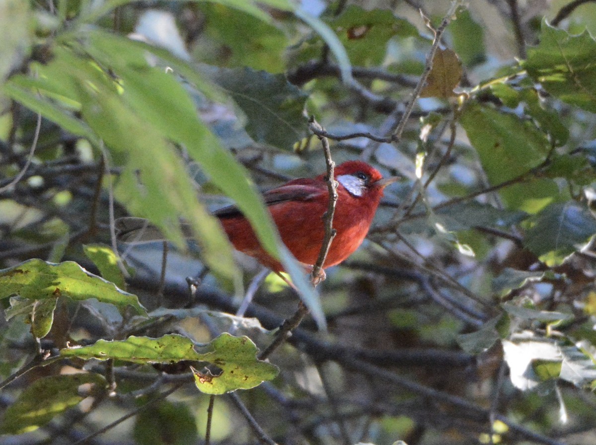 Red Warbler (White-cheeked) - ML149841121