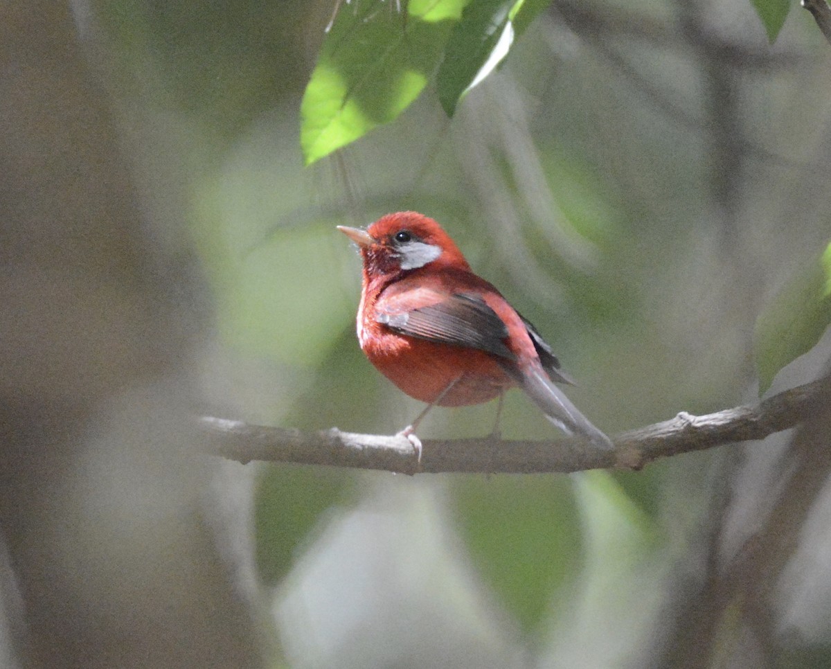 Red Warbler (White-cheeked) - ML149841131