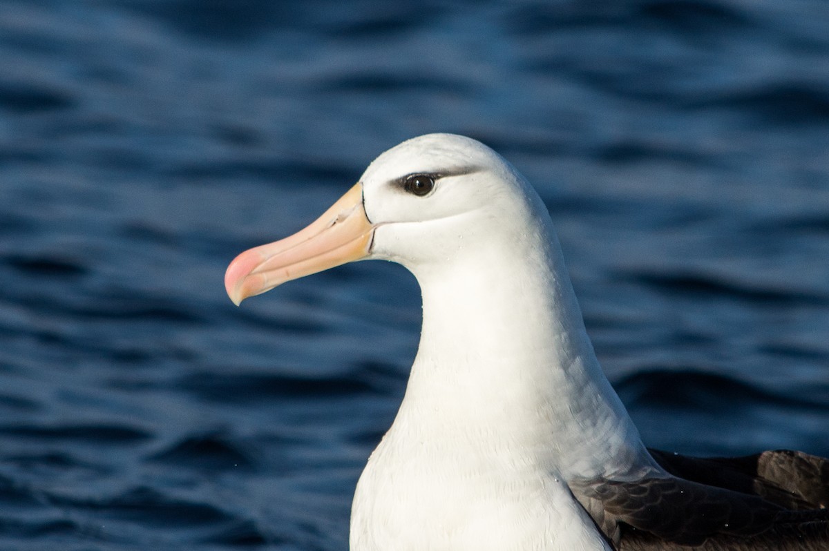 Black-browed Albatross - Benjamin Gallardo