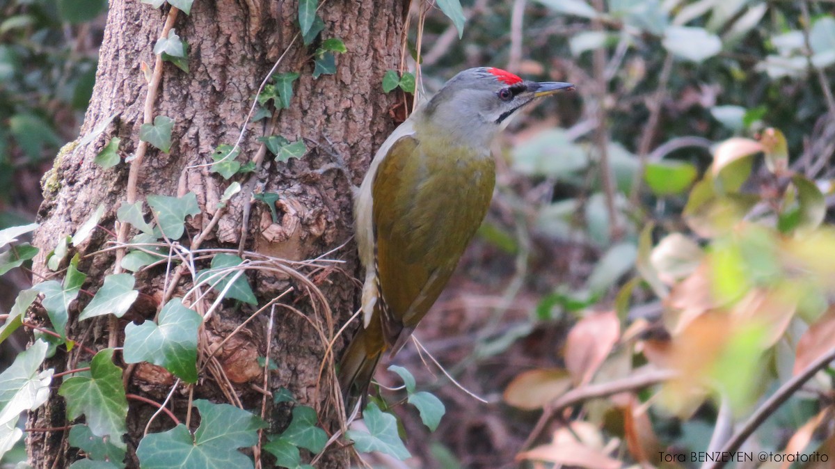 Gray-headed Woodpecker - Tora BENZEYEN