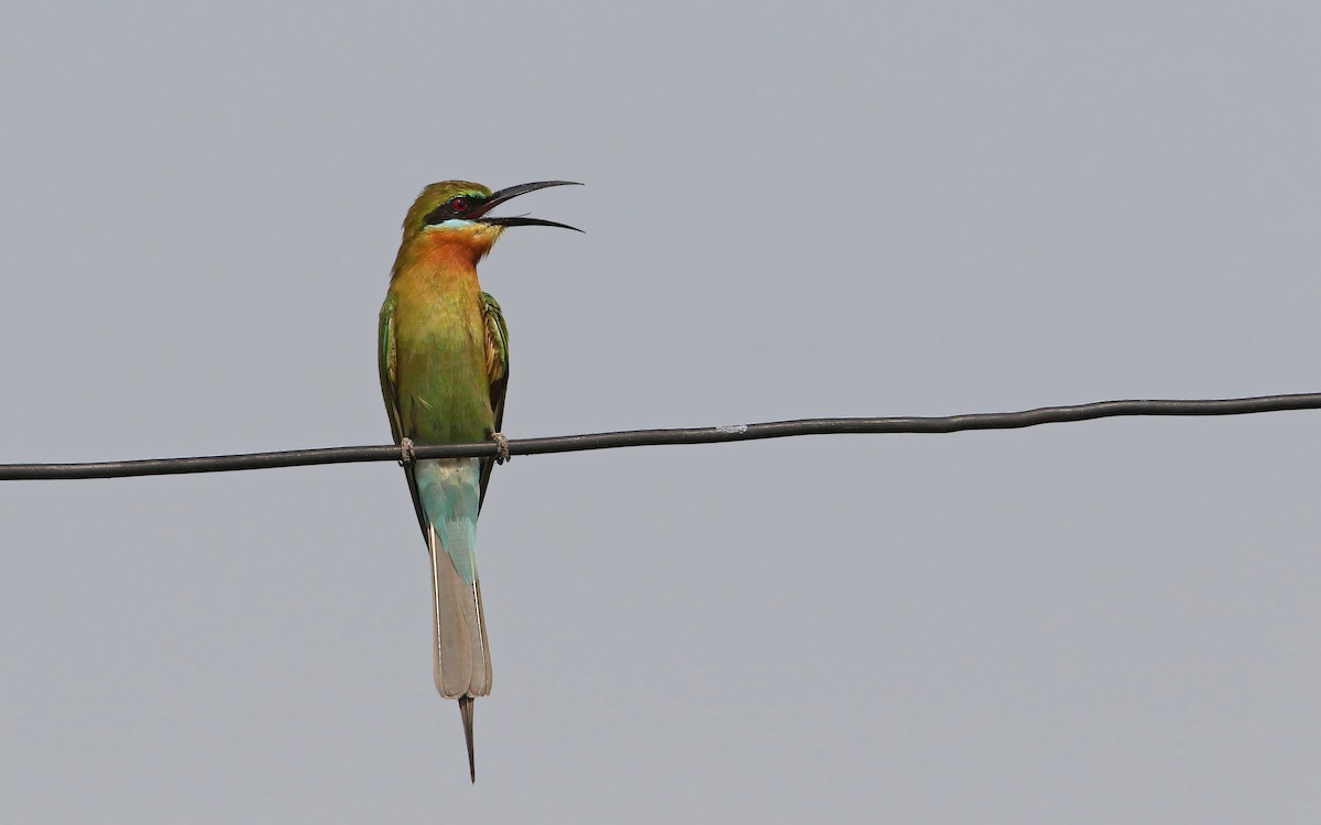Blue-tailed Bee-eater - ML149850611