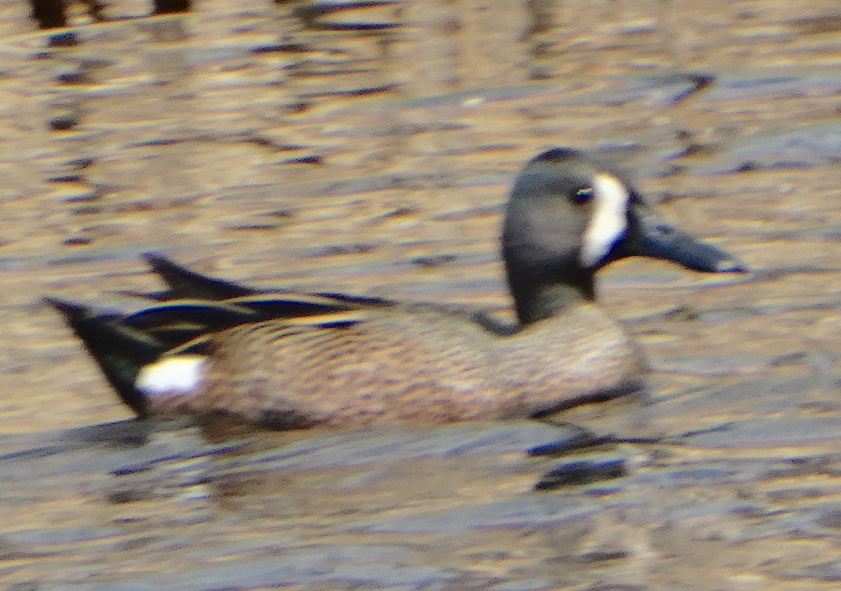 Blue-winged Teal - Mary Hall