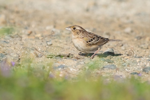 Grasshopper Sparrow