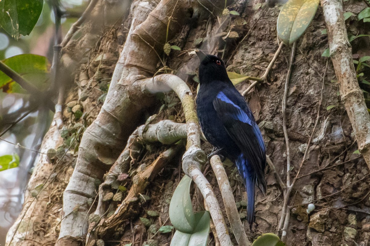 Philippine Fairy-bluebird - ML149851351