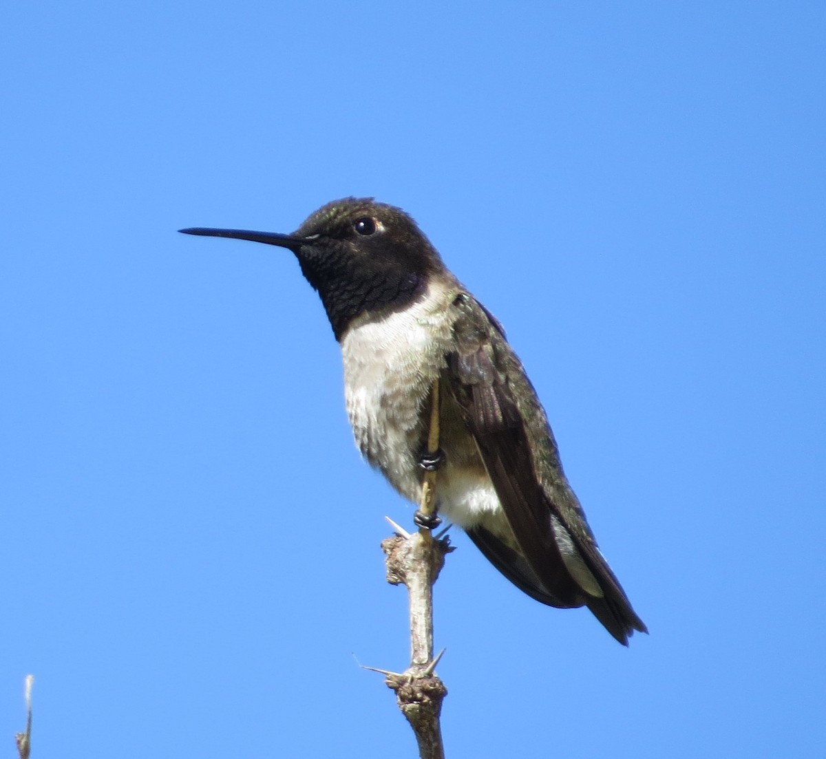 Black-chinned Hummingbird - ML149851421