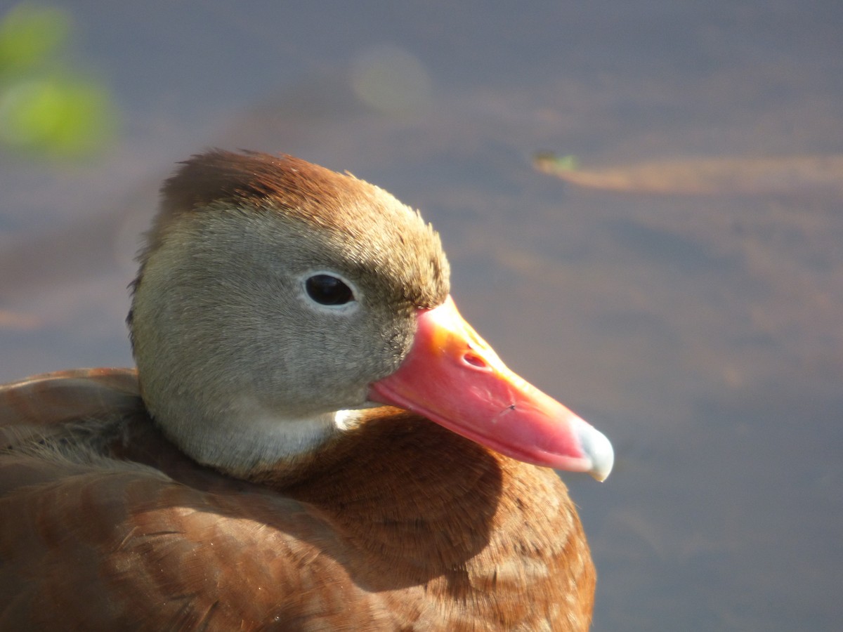Black-bellied Whistling-Duck (fulgens) - ML149852351