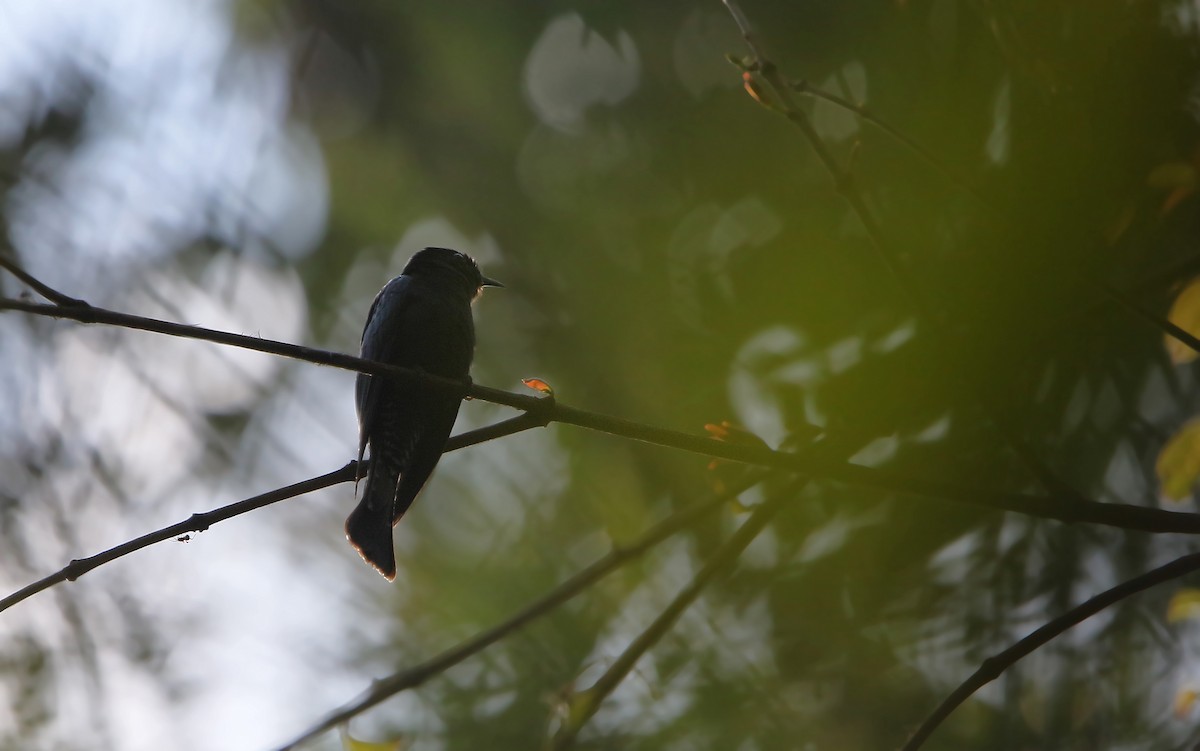 Square-tailed Drongo-Cuckoo - Christoph Moning