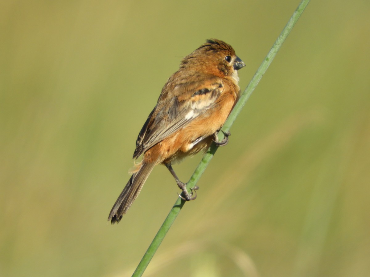 Rusty-collared Seedeater - Silvia Enggist