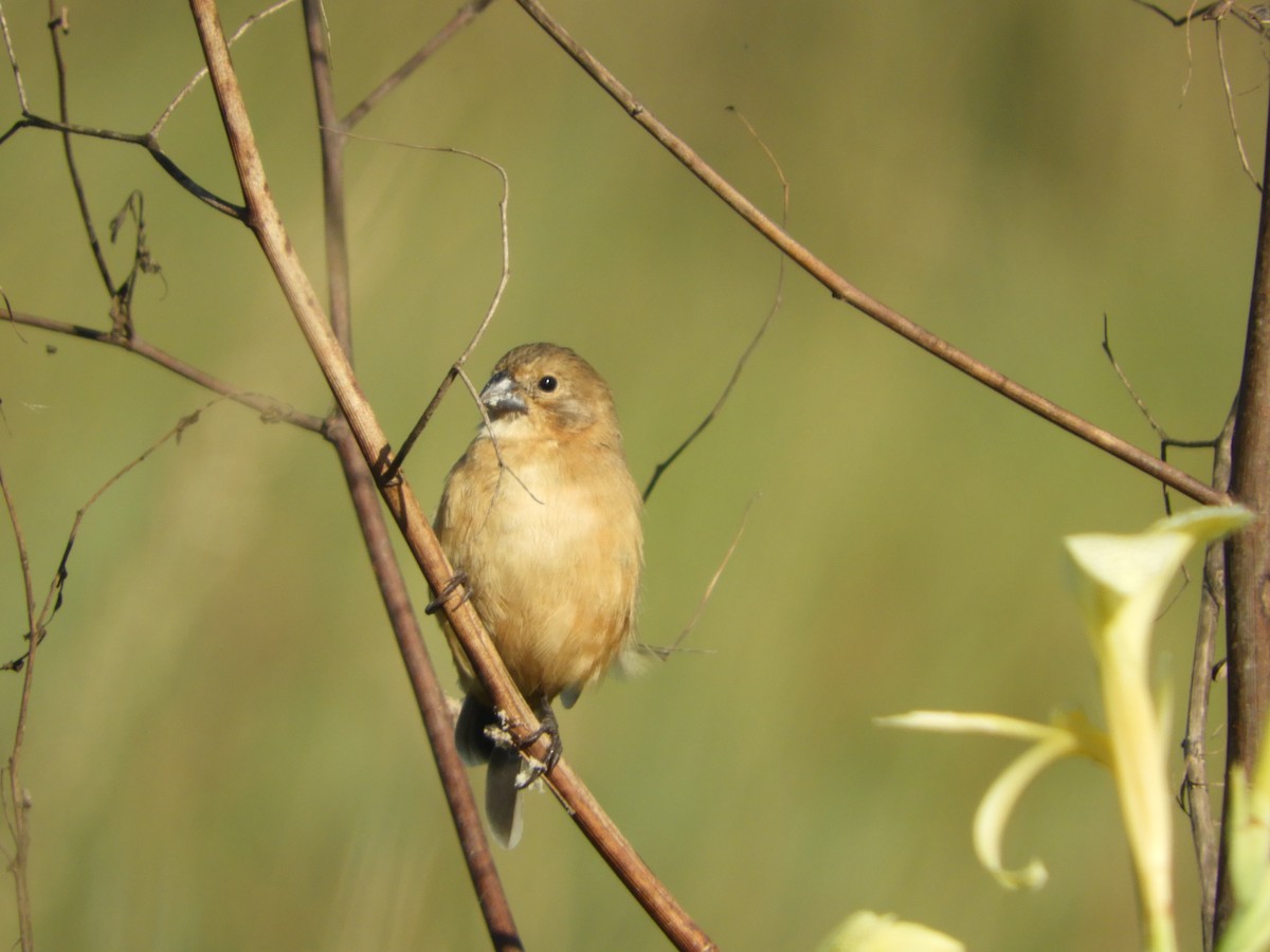 Rusty-collared Seedeater - ML149857131