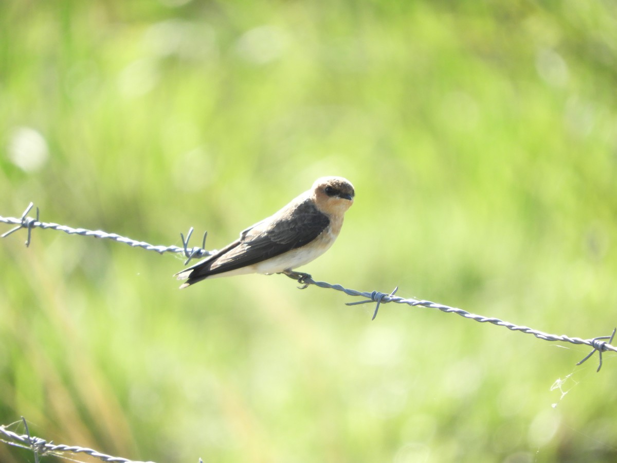 Tawny-headed Swallow - ML149858171