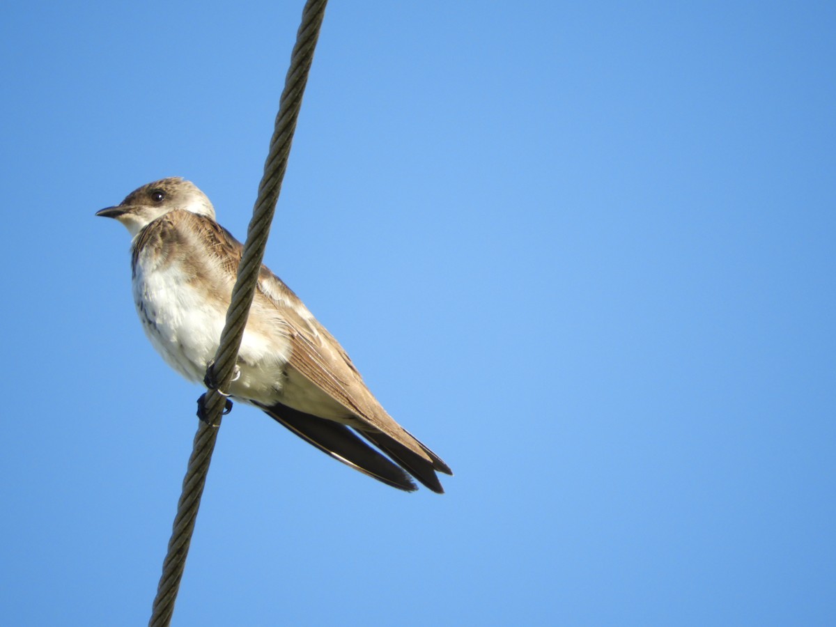 Brown-chested Martin - ML149858341