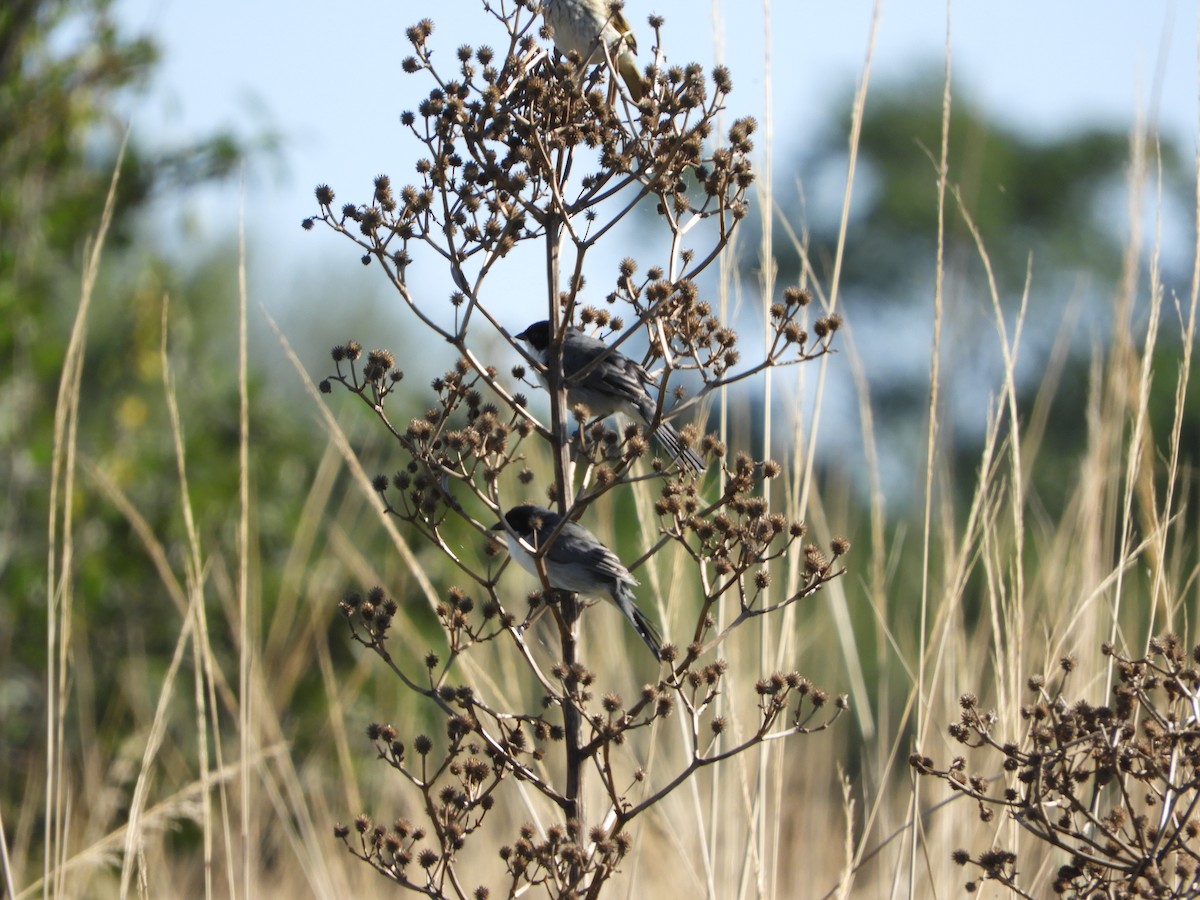 Black-capped Warbling Finch - ML149859121