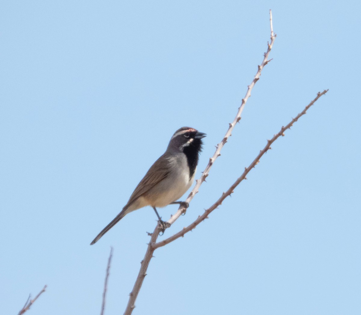 Black-throated Sparrow - mark cavallo