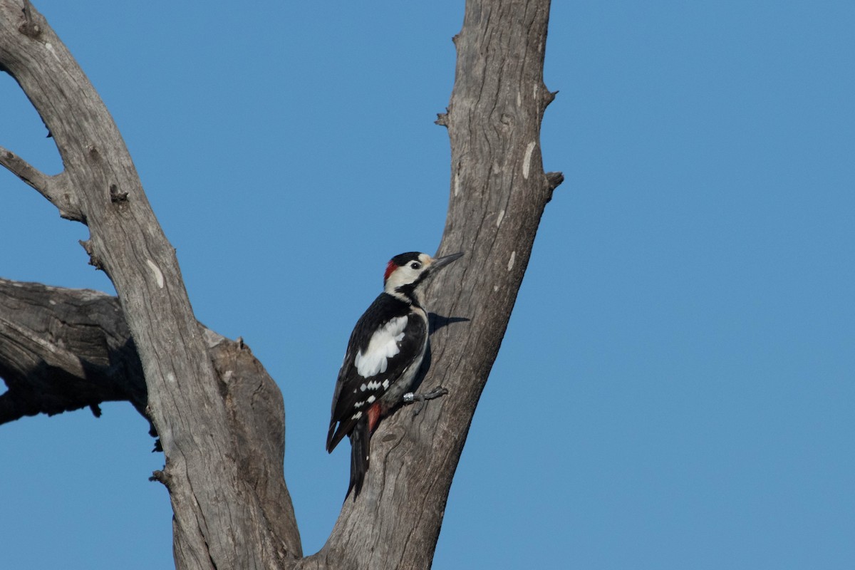 Syrian Woodpecker - ML149860951