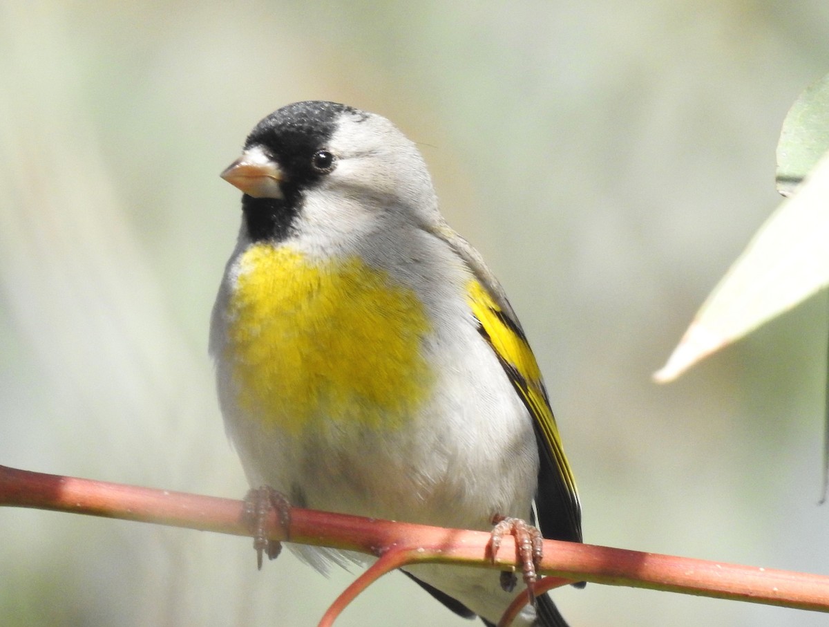 Lawrence's Goldfinch - ML149860991