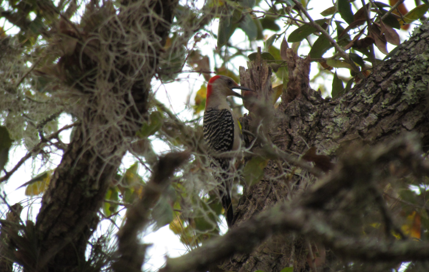 Red-bellied Woodpecker - Derek LaFlamme
