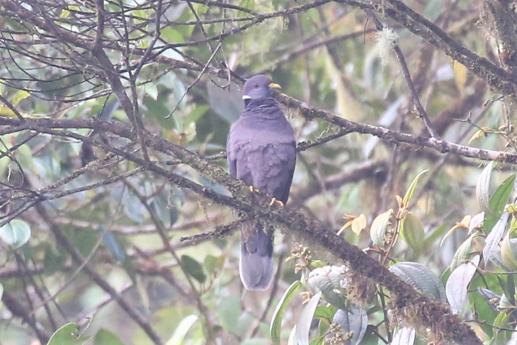 Band-tailed Pigeon - ML149862381