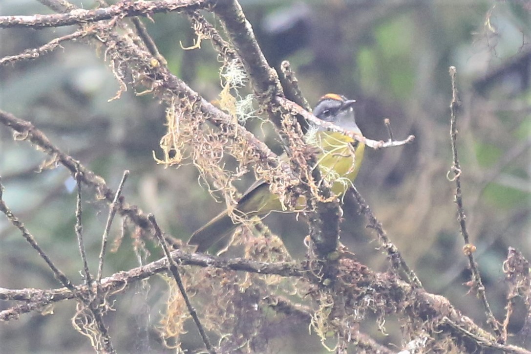 Russet-crowned Warbler - ML149862431