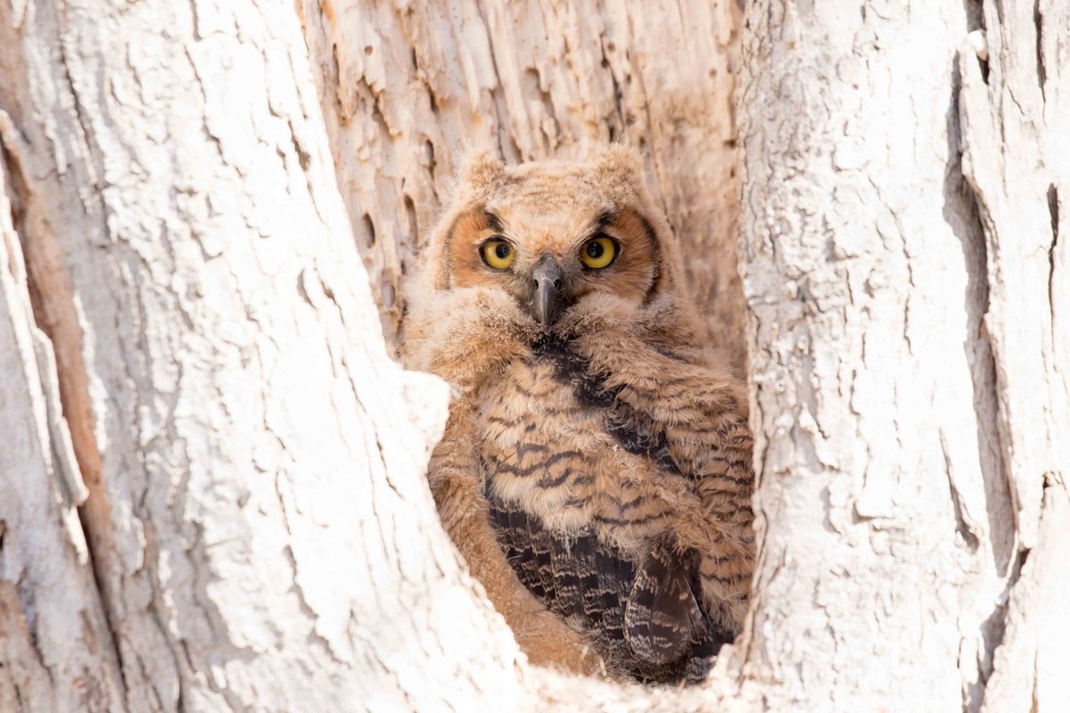 Great Horned Owl - Linda Rudolph