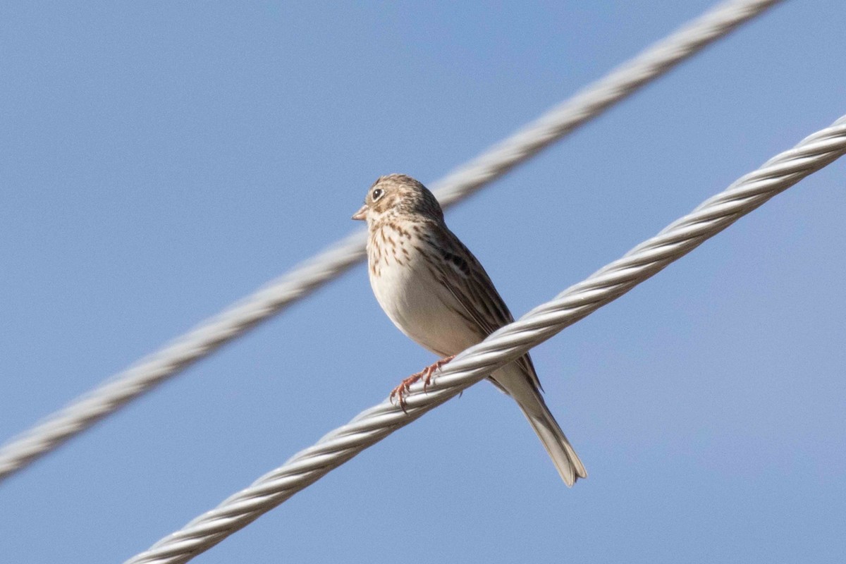 Vesper Sparrow - Linda Rudolph