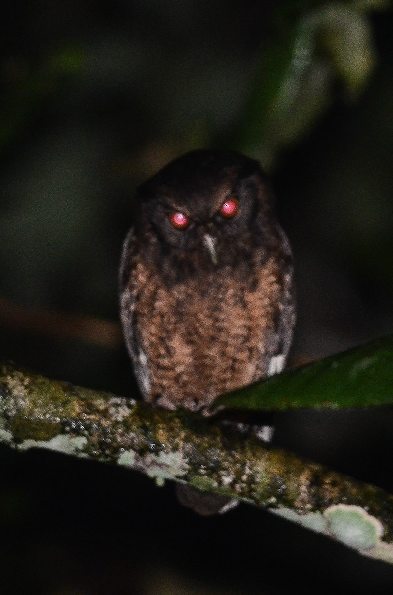 Tawny-bellied Screech-Owl (Tawny-bellied) - Nikolaj Mølgaard Thomsen