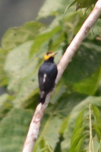 Yellow-tufted Woodpecker - Nikolaj Mølgaard Thomsen