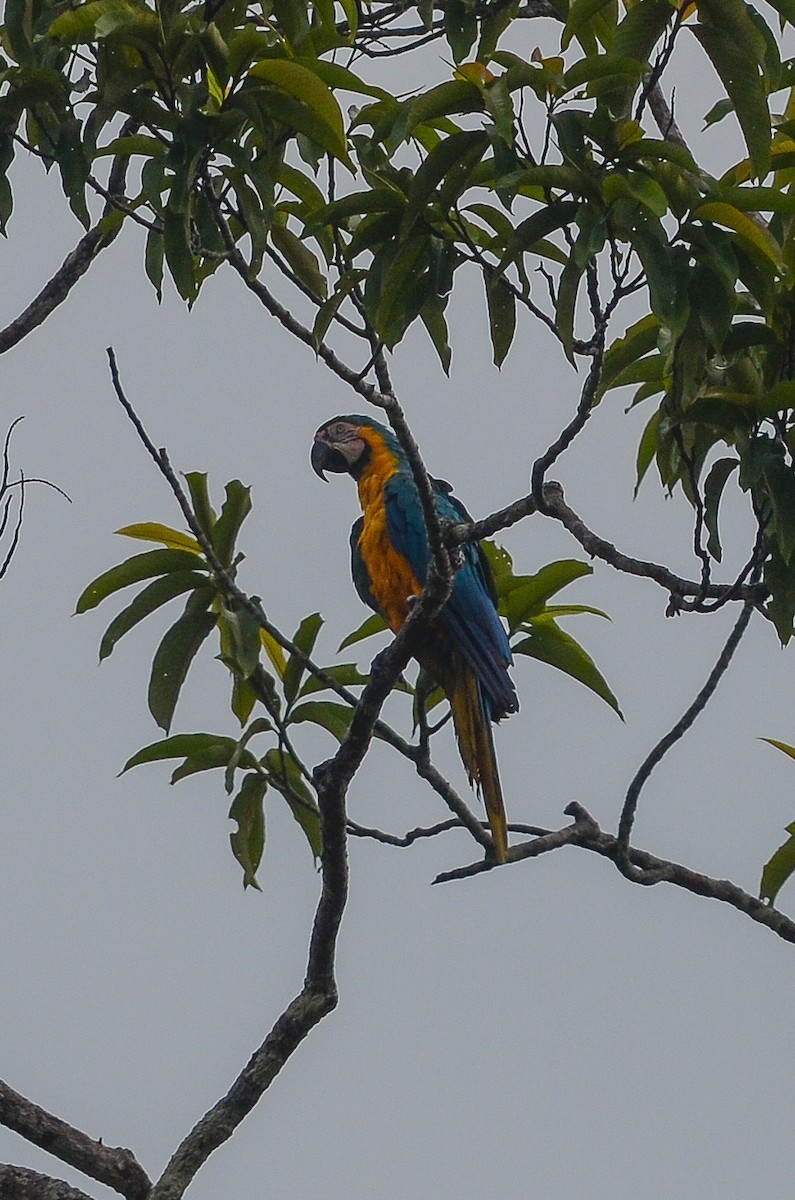 Blue-and-yellow Macaw - Nikolaj Mølgaard Thomsen