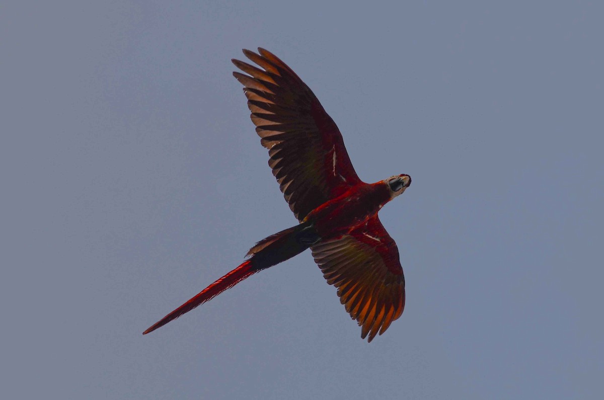 Scarlet Macaw - ML149869481