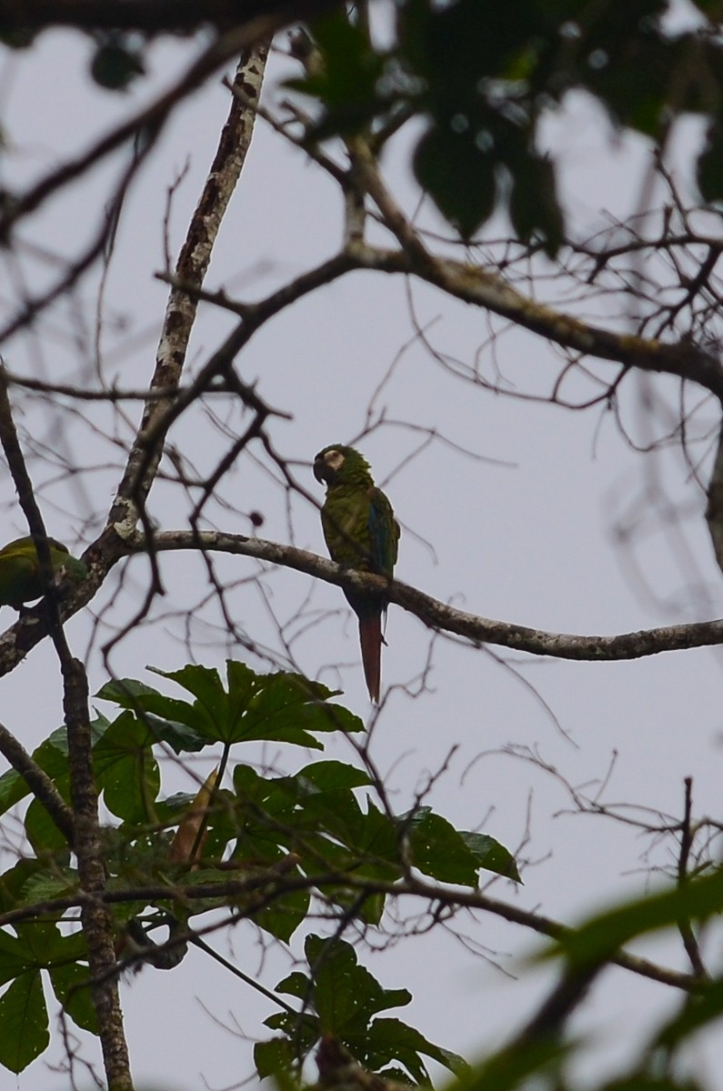 Chestnut-fronted Macaw - ML149870051