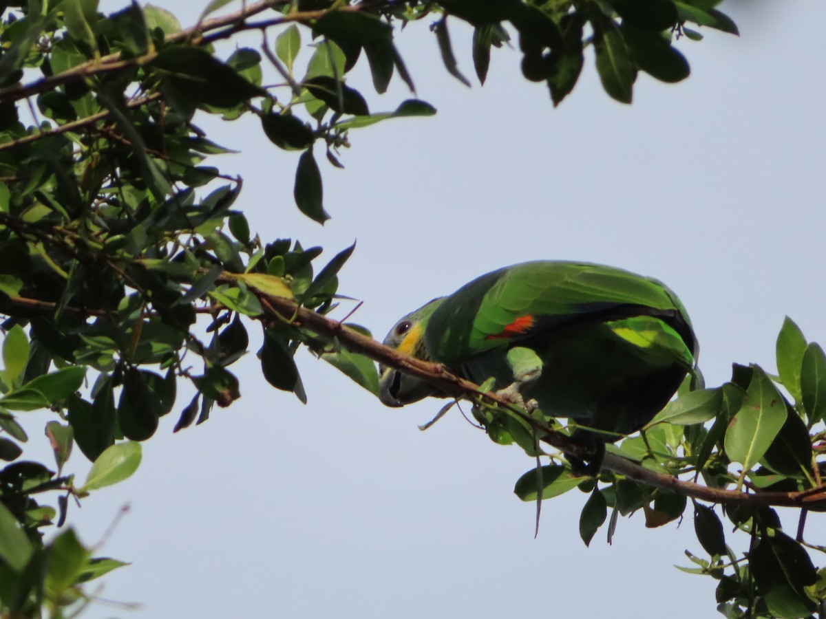 Orange-winged Parrot - Gregory Hamlin