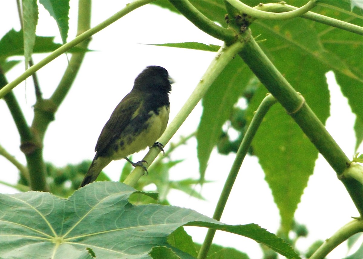 Yellow-bellied Seedeater - Carlos Otávio Gussoni