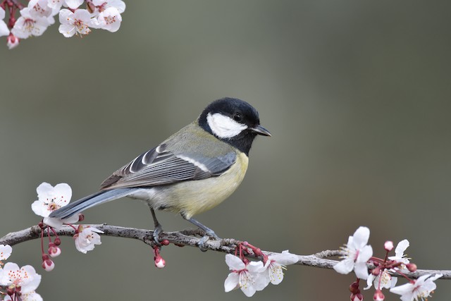 Adult dorsal view (subspecies <em class="SciName notranslate">corsus</em>). - Great Tit - 