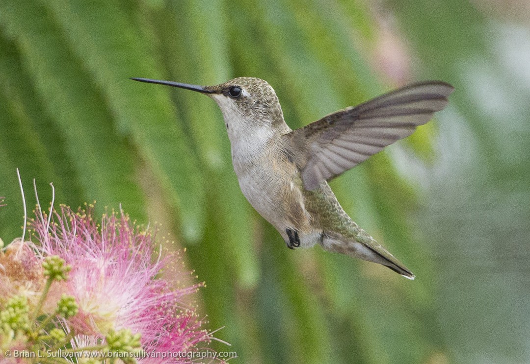 Black-chinned Hummingbird - ML149871701