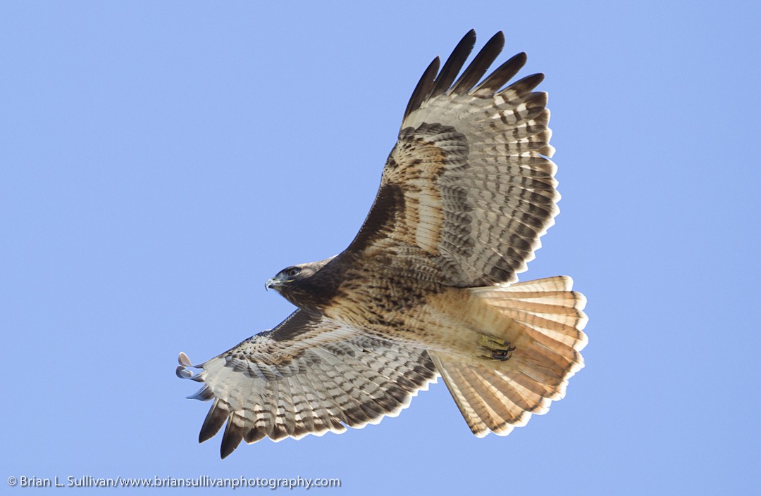 Red-tailed Hawk (calurus/alascensis) - ML149873981