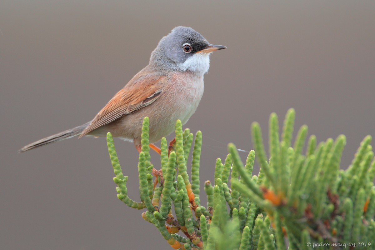 Spectacled Warbler - ML149874211