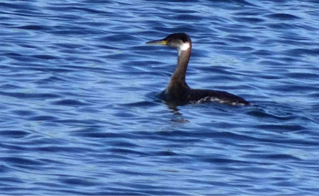 Red-necked Grebe - ML149876271